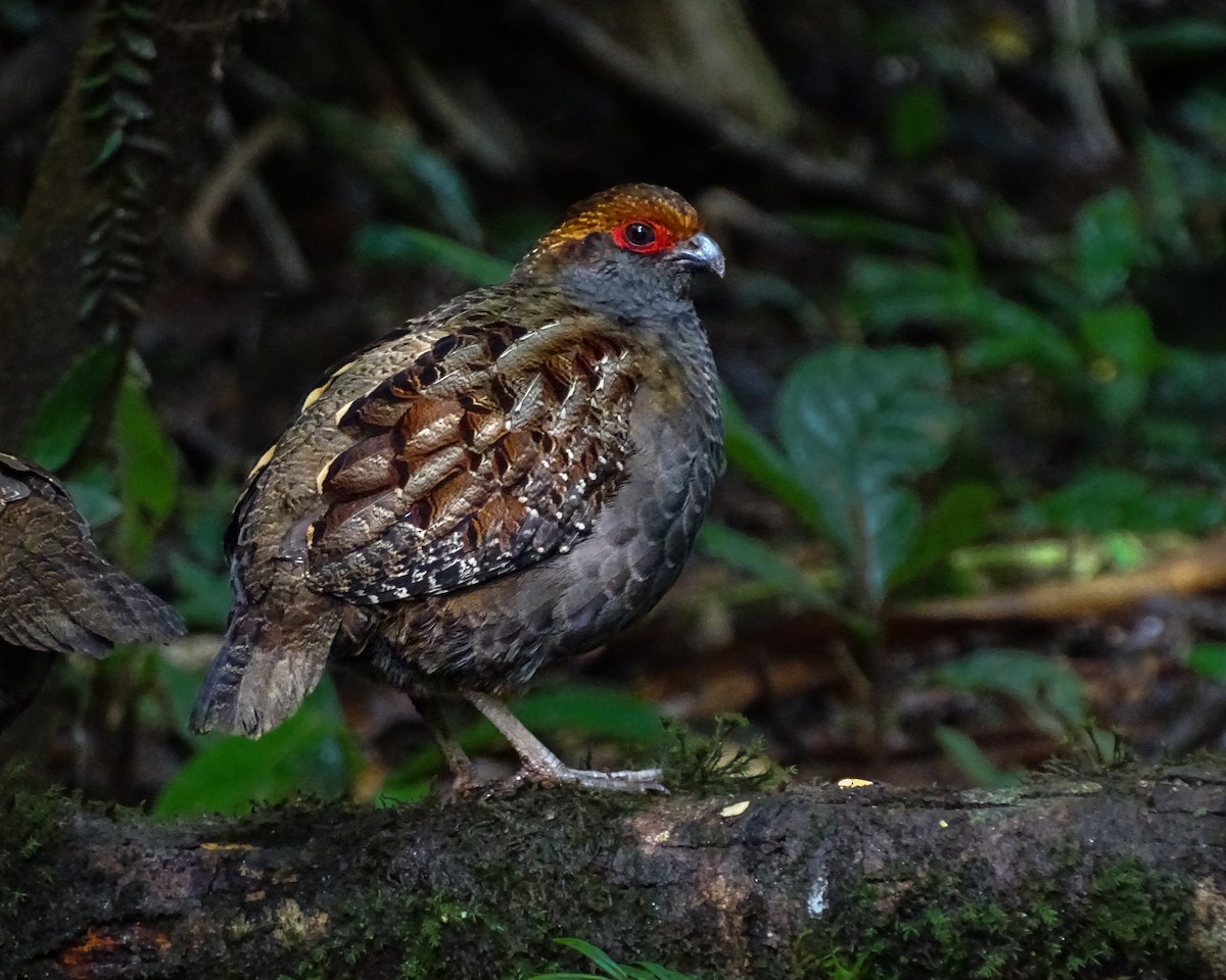 Spot-winged Wood-Quail - ML638626051