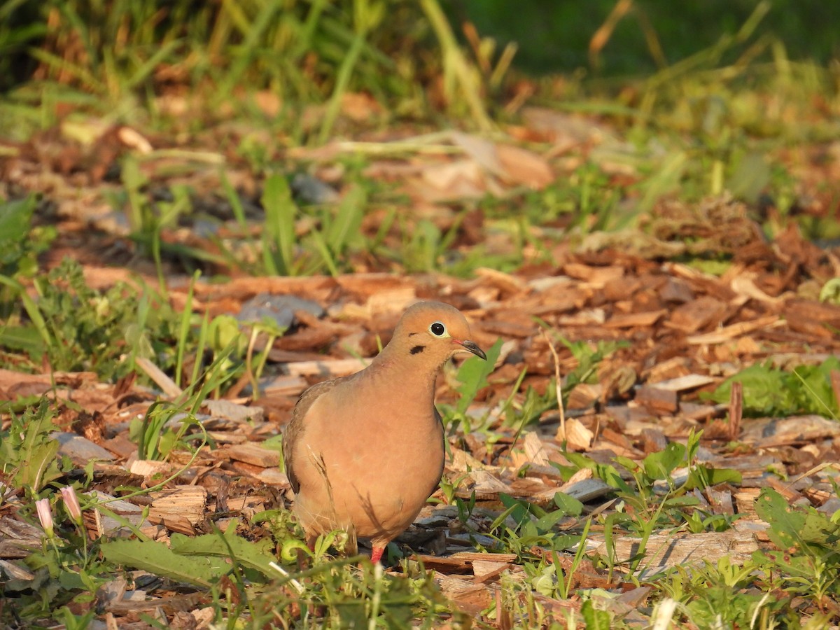 Mourning Dove - ML638626054