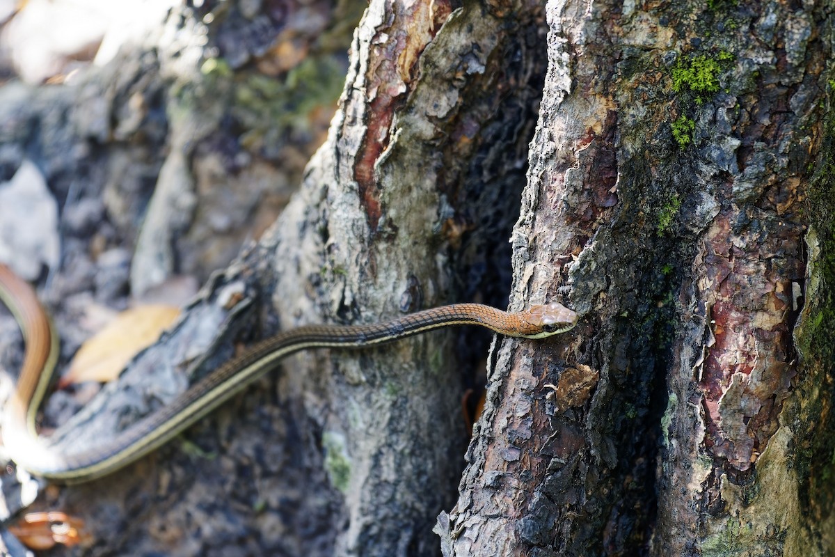 Striped Bronzeback - ML638626059