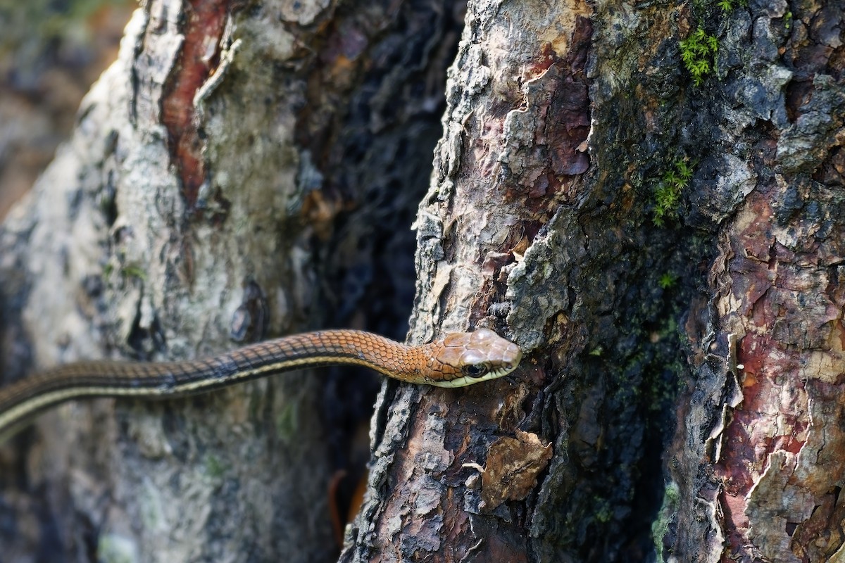 Striped Bronzeback - ML638626060