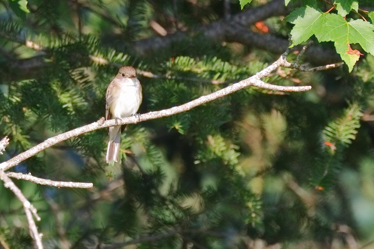 Alder Flycatcher - ML638626064