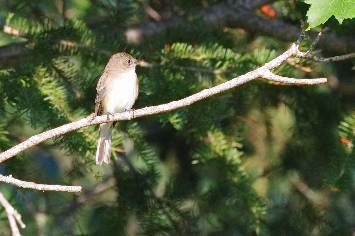 Alder Flycatcher - ML638626065