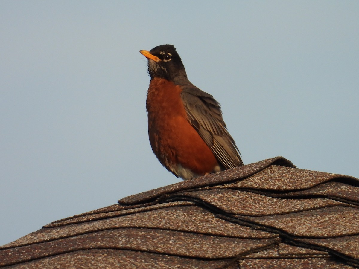 American Robin - ML638626085