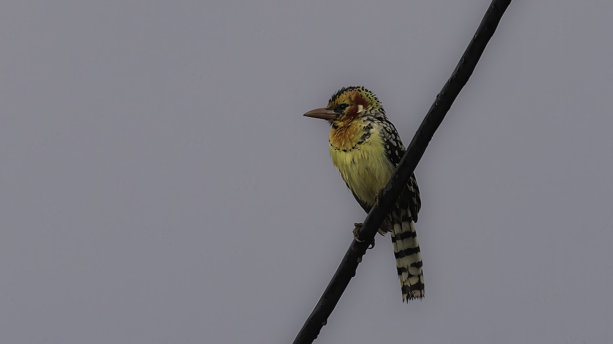 Red-and-yellow Barbet - ML638626091