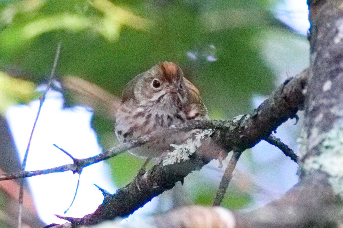 Ovenbird - ML638626137