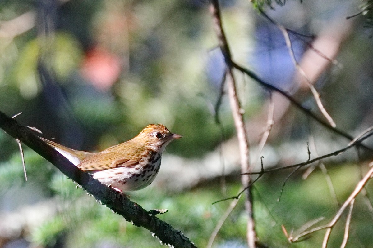 Ovenbird - ML638626138