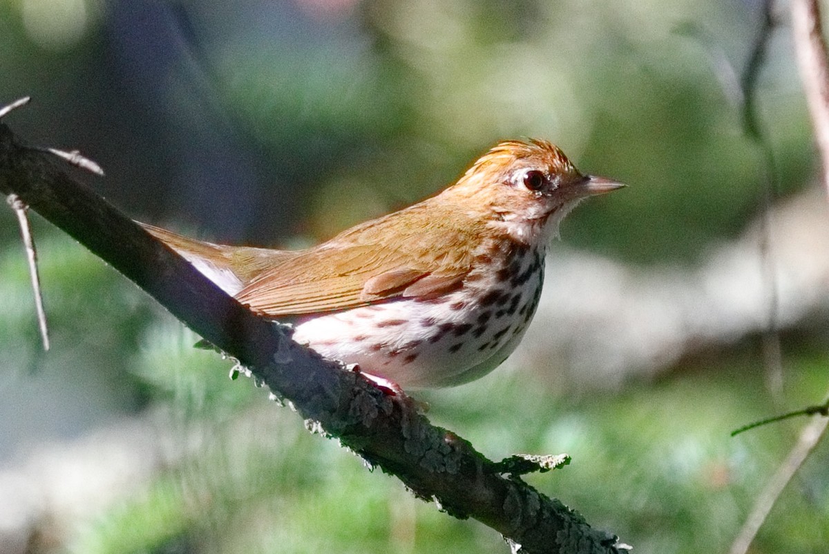 Ovenbird - ML638626139