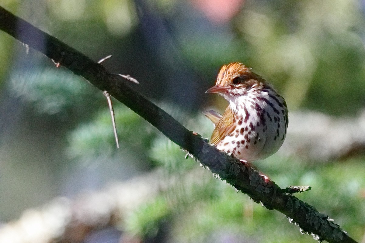 Ovenbird - ML638626140