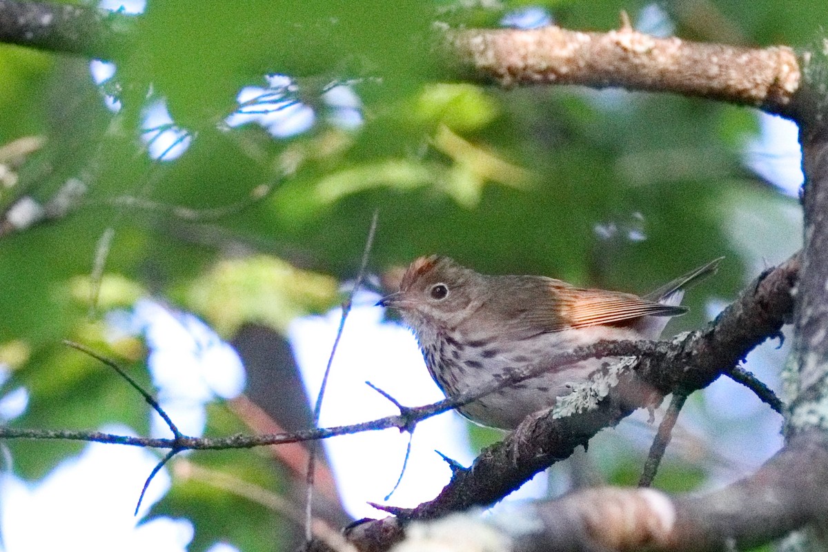 Ovenbird - ML638626141