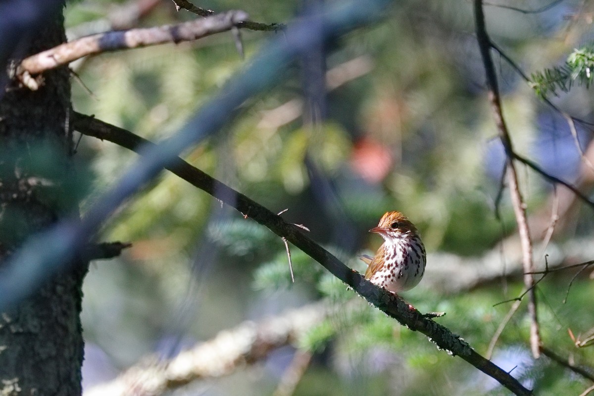 Ovenbird - ML638626143