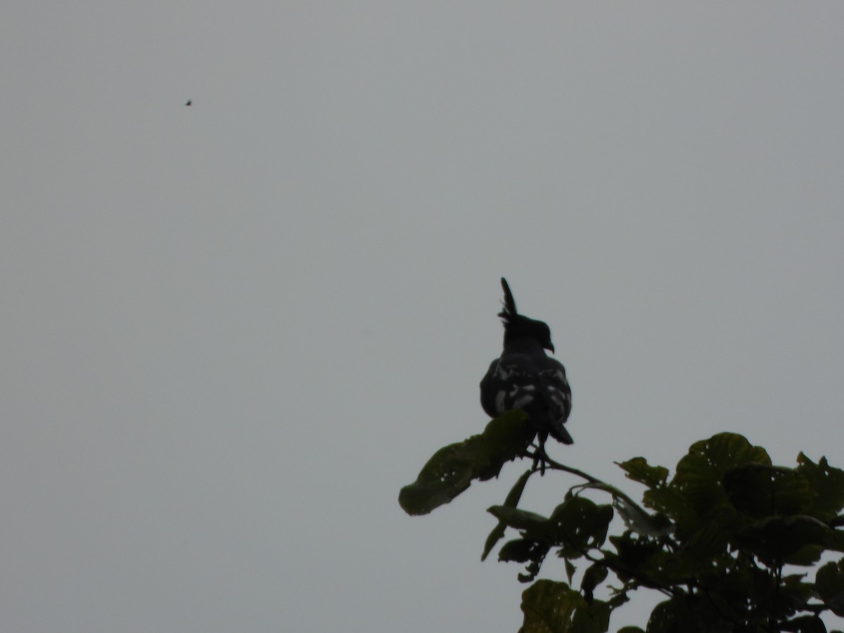 Black Baza - ML638626145