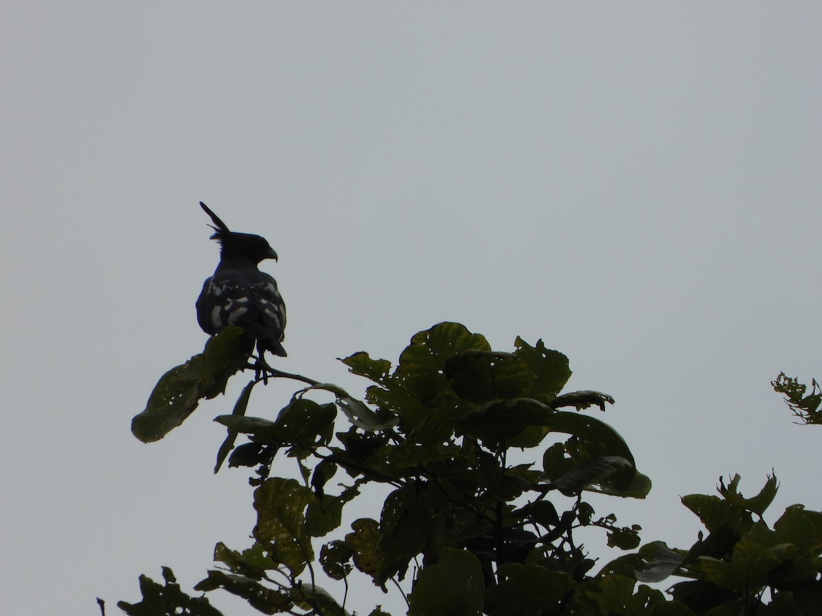 Black Baza - ML638626150