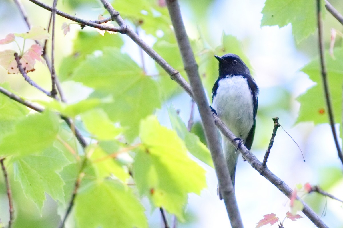 Black-throated Blue Warbler - ML638626152