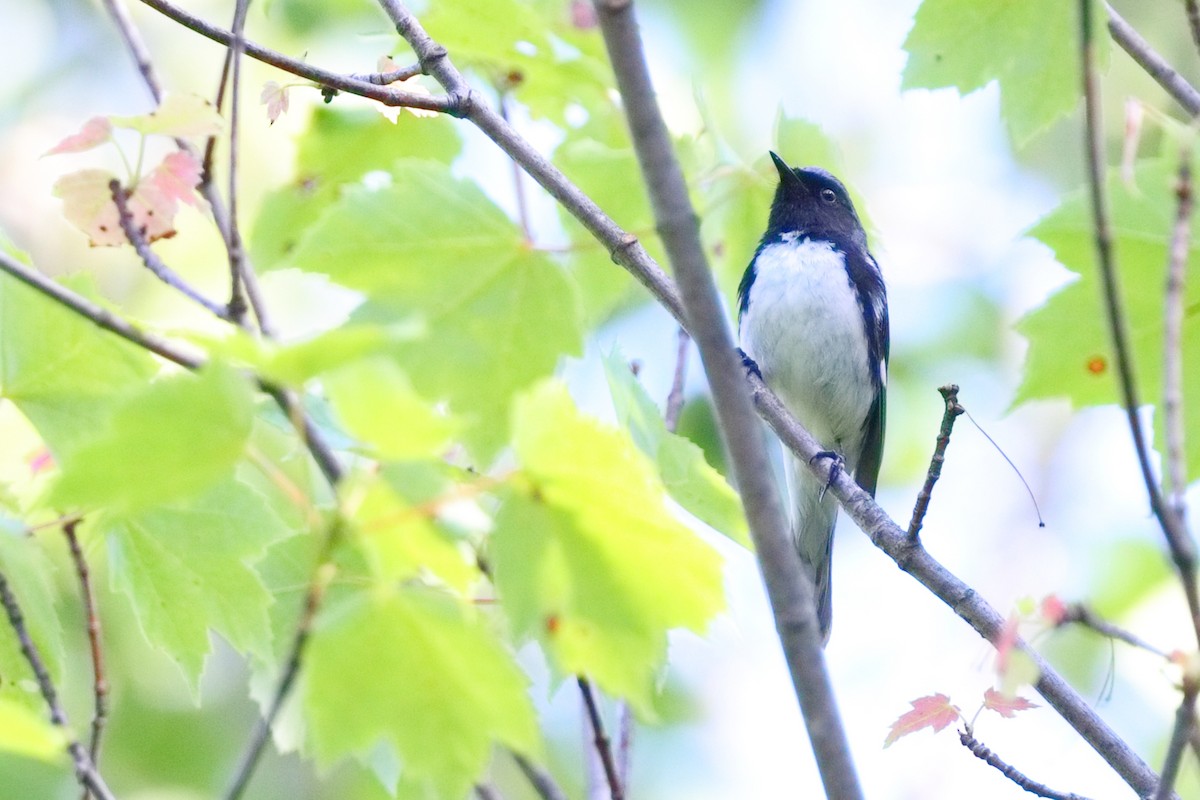 Black-throated Blue Warbler - ML638626153