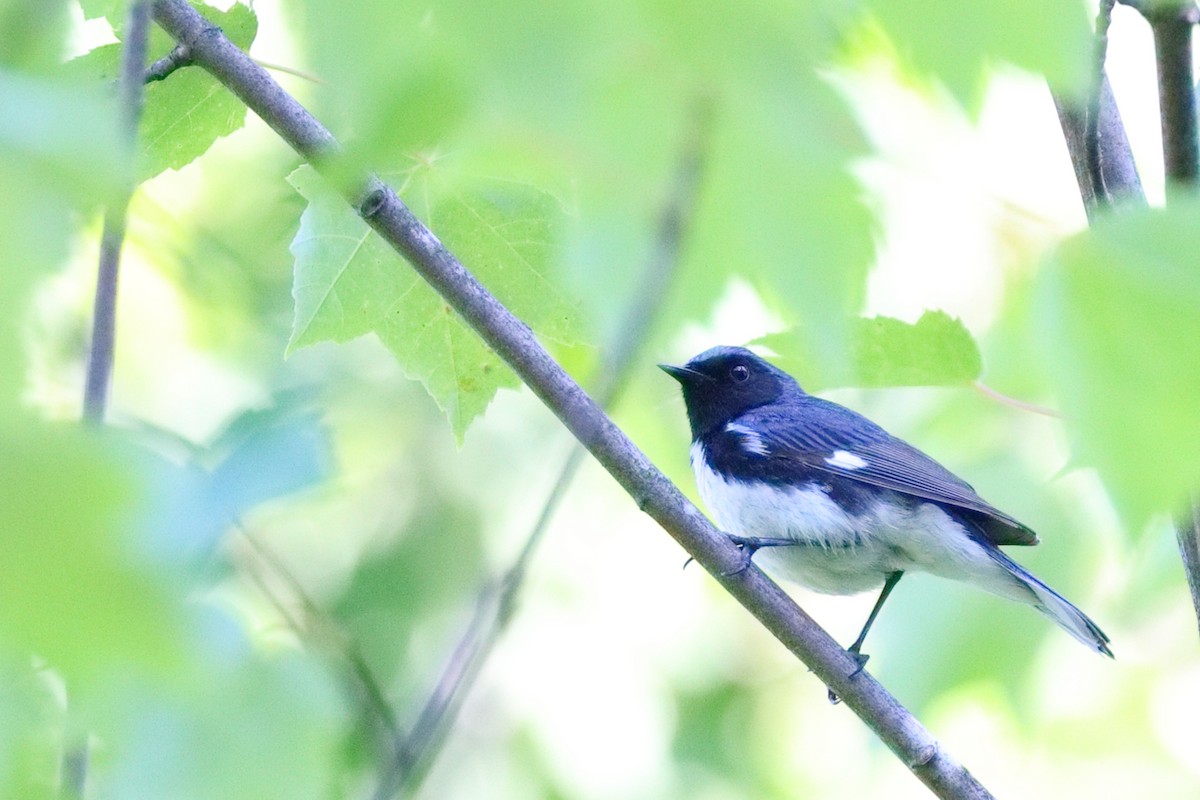 Black-throated Blue Warbler - ML638626154