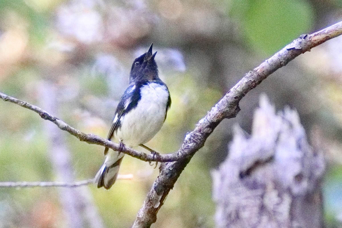 Black-throated Blue Warbler - ML638626155
