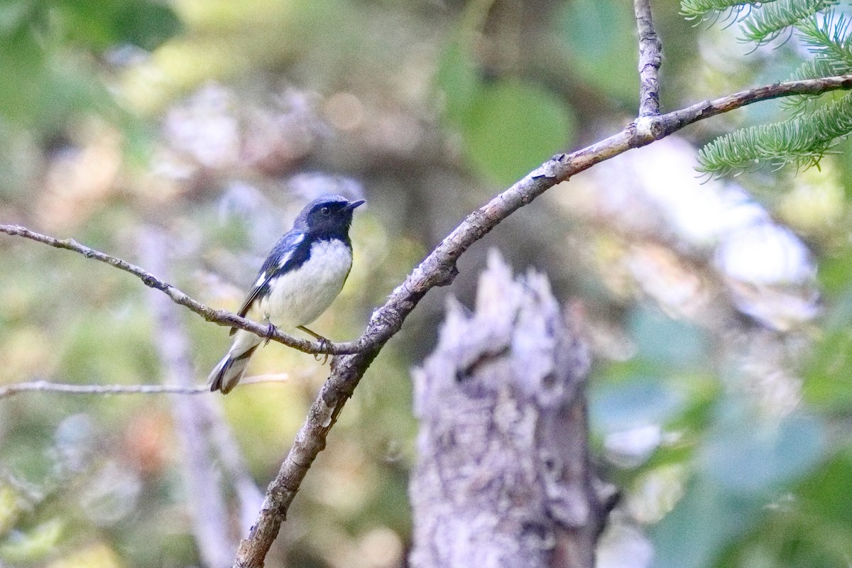 Black-throated Blue Warbler - ML638626156