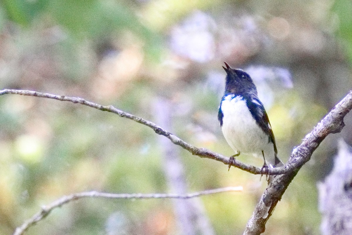 Black-throated Blue Warbler - ML638626157