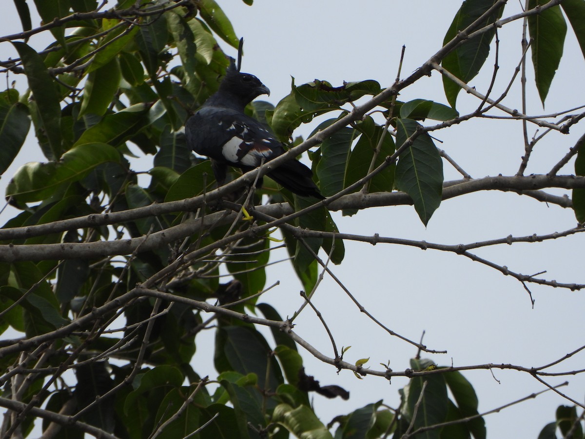 Black Baza - ML638626158