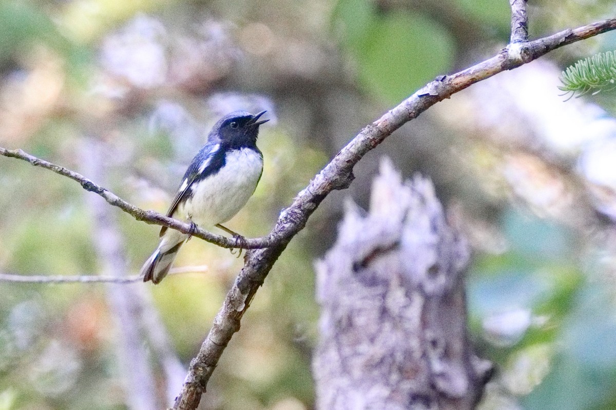 Black-throated Blue Warbler - ML638626159