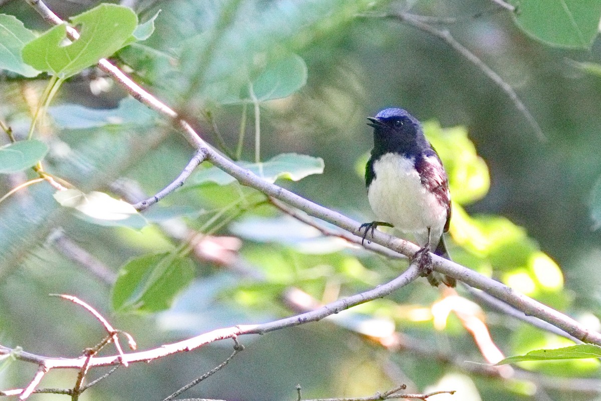 Black-throated Blue Warbler - ML638626160