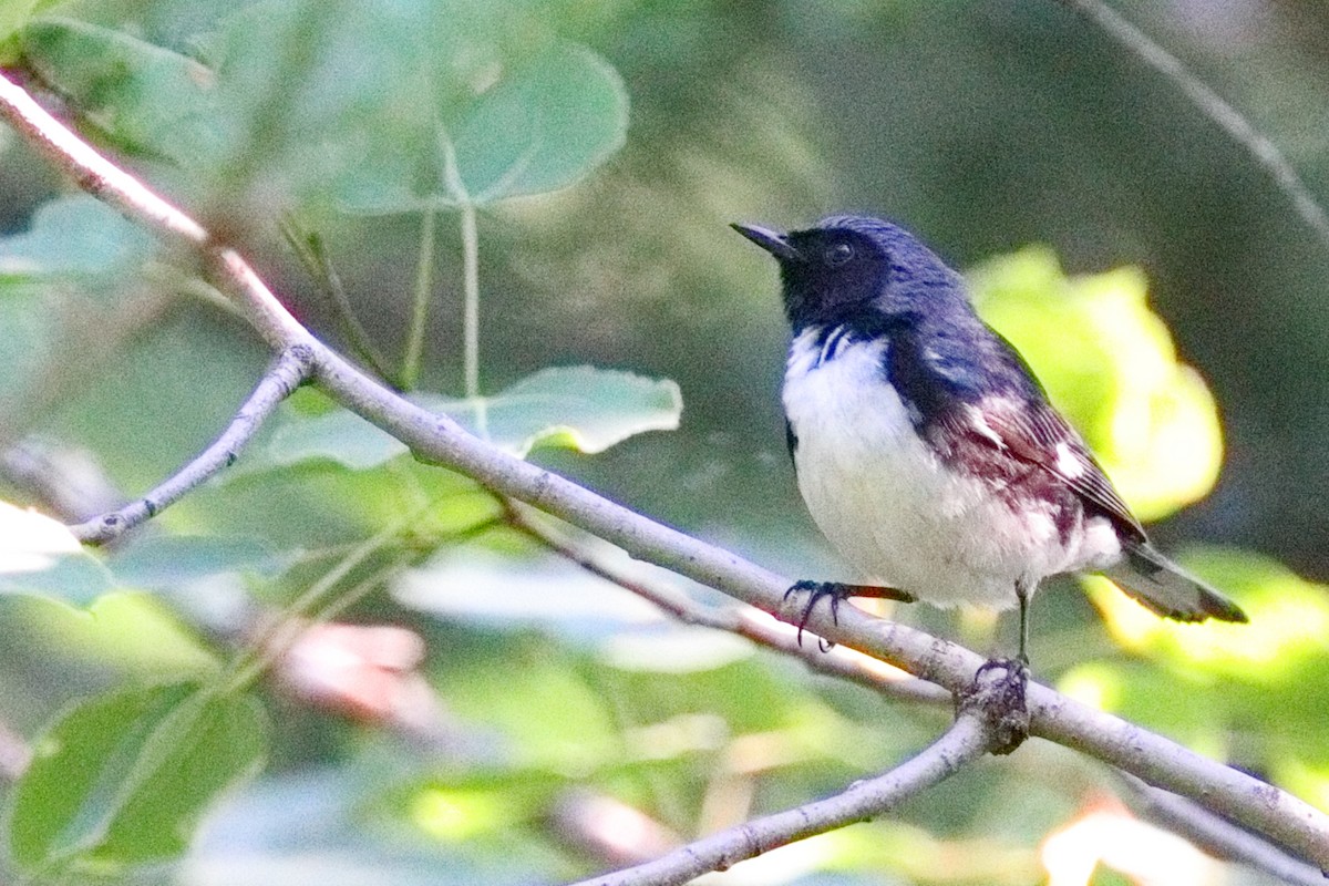 Black-throated Blue Warbler - ML638626161