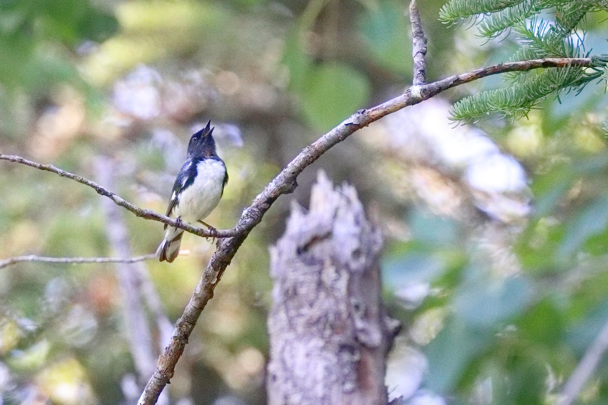 Black-throated Blue Warbler - ML638626162