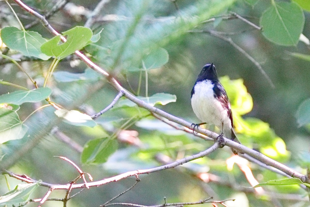 Black-throated Blue Warbler - ML638626163