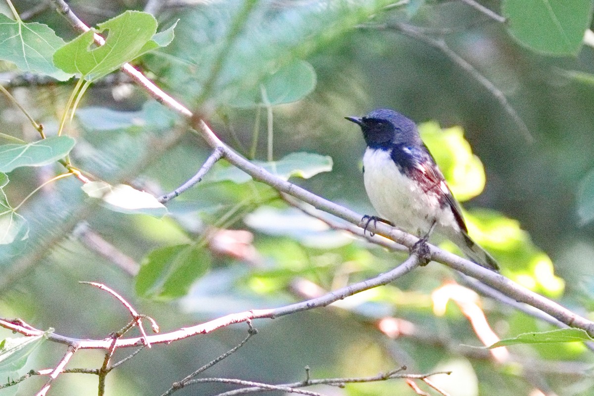 Black-throated Blue Warbler - ML638626164