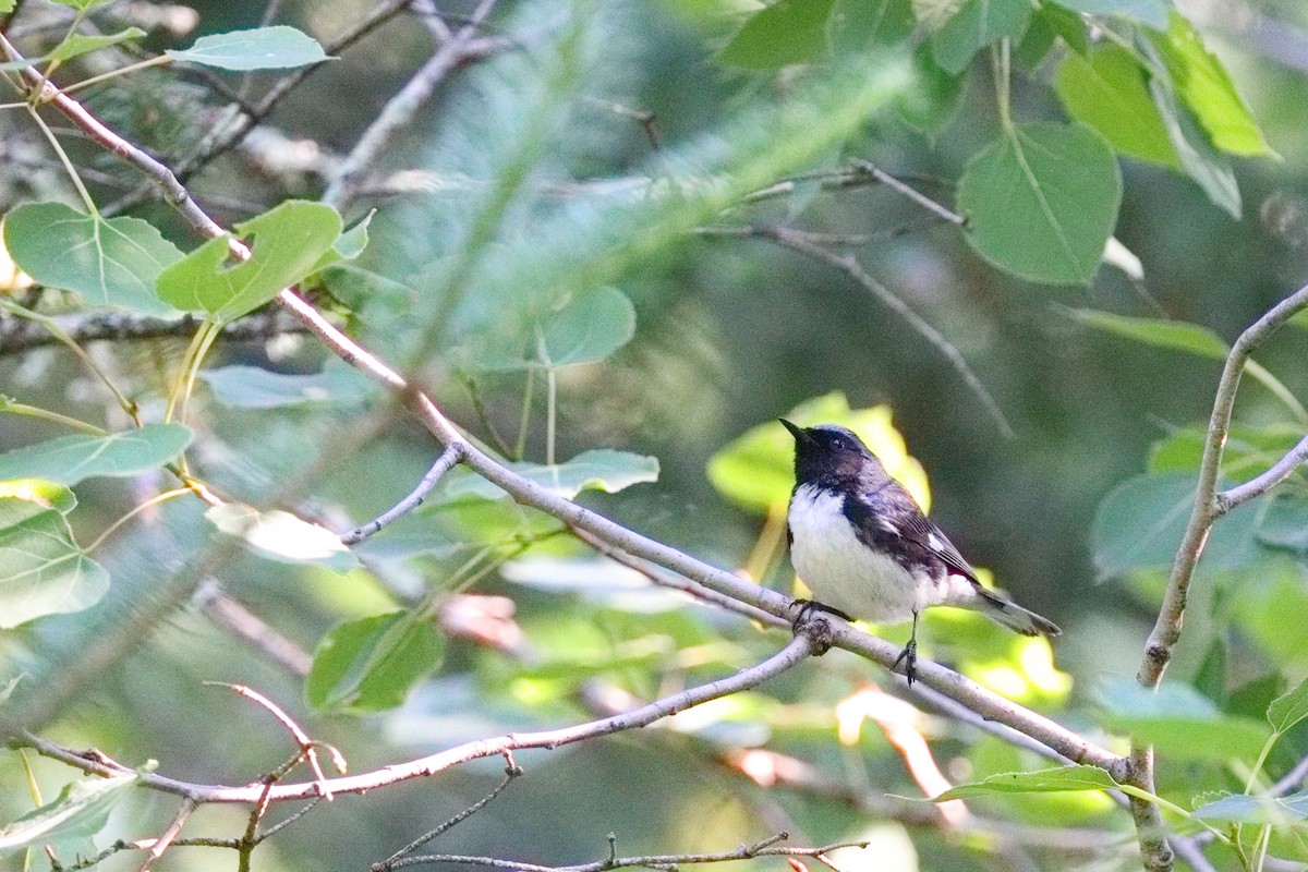 Black-throated Blue Warbler - ML638626165