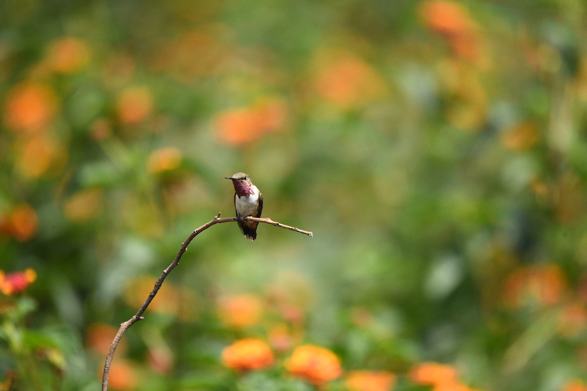 Bumblebee Hummingbird - ML638626211