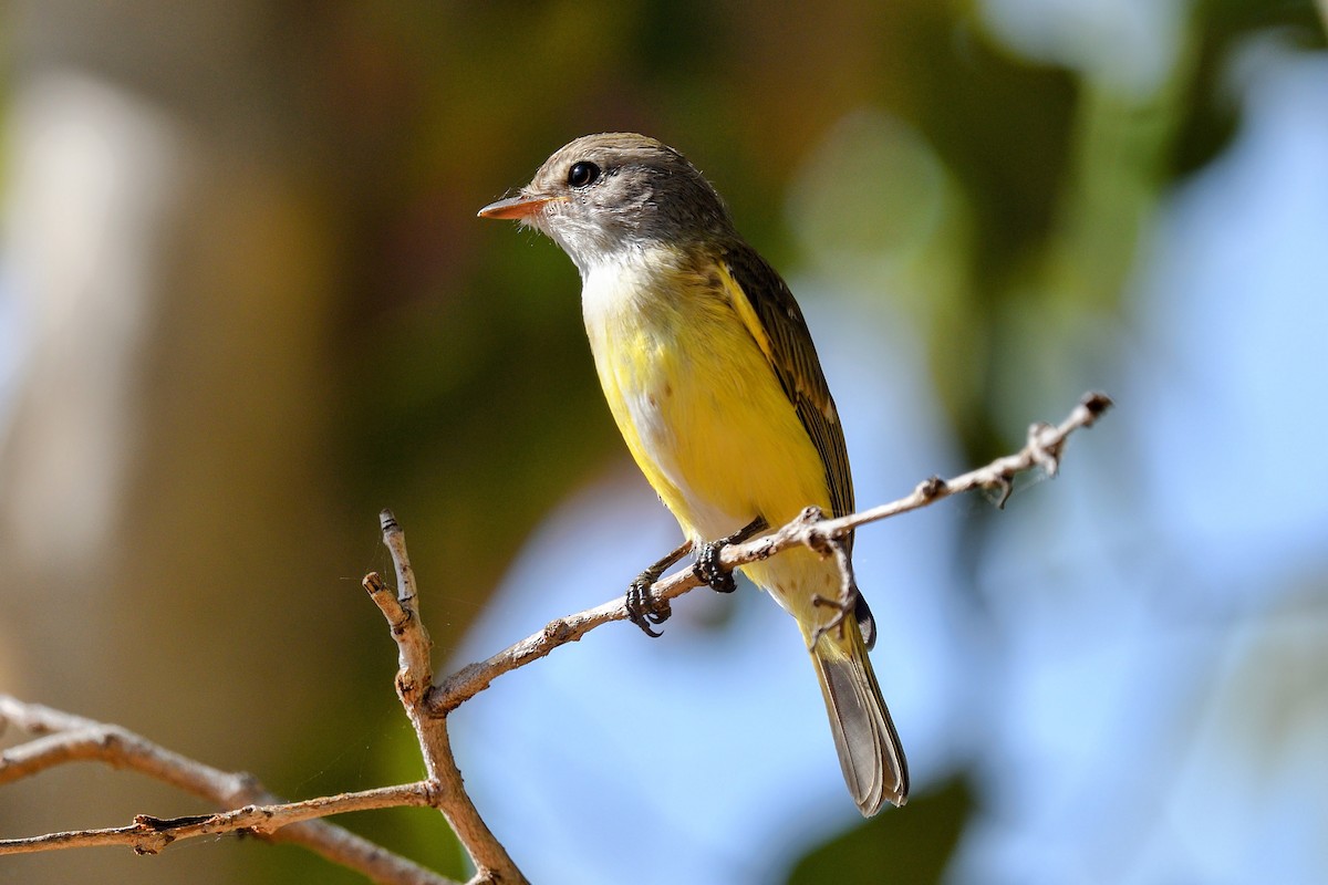 Lemon-bellied Flyrobin - ML638626294
