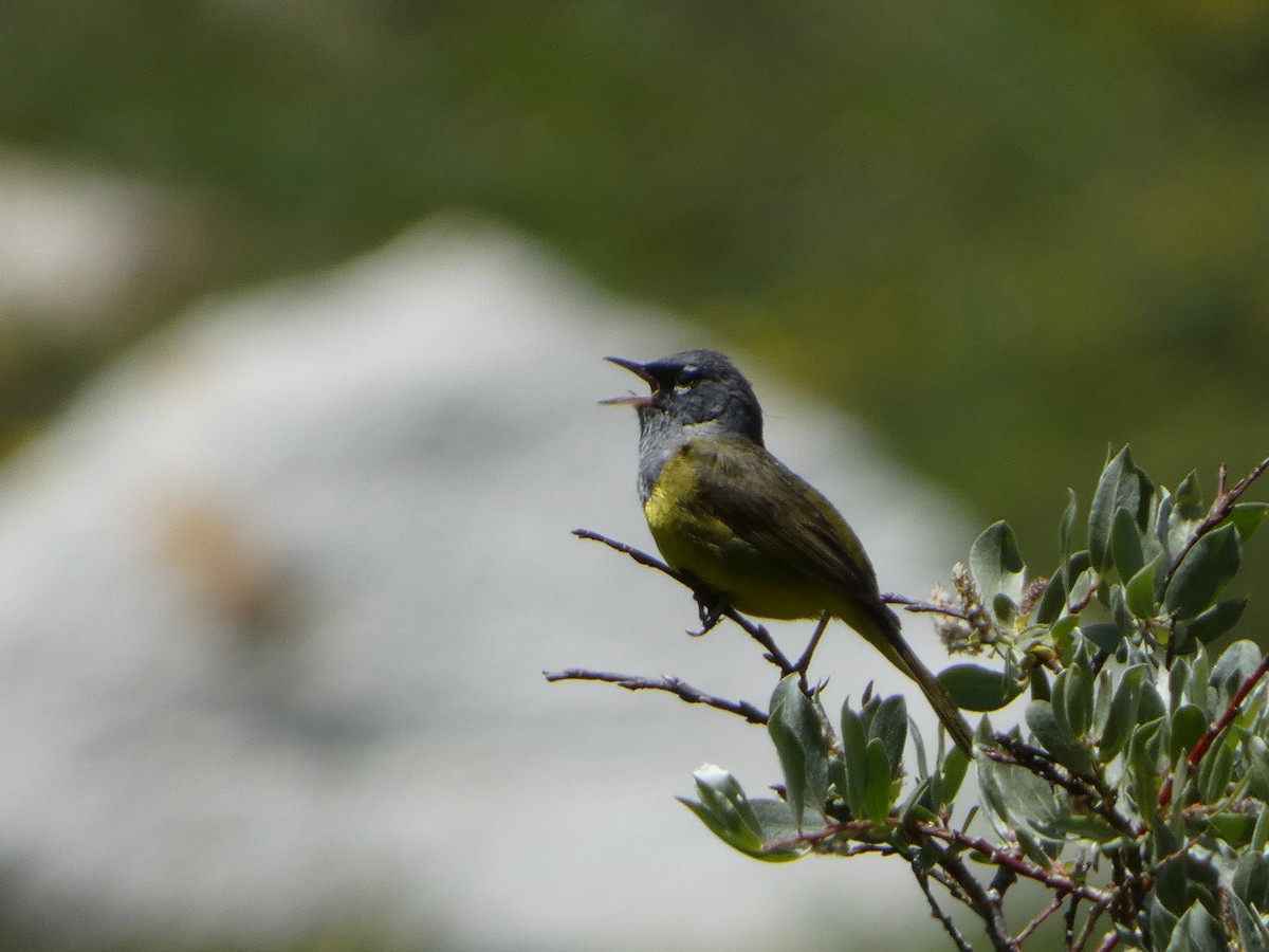 MacGillivray's Warbler - ML638626297