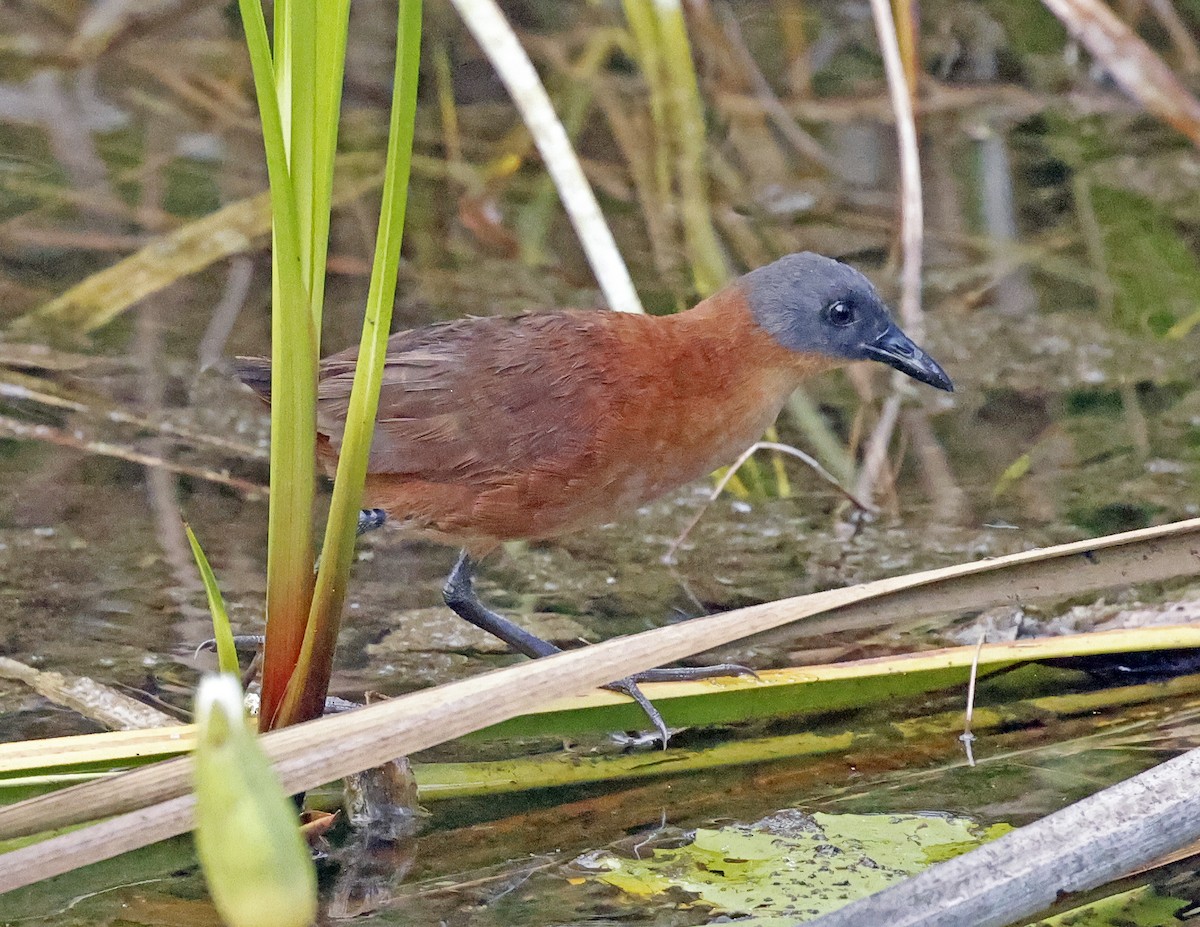 Ruddy Crake - ML638626302