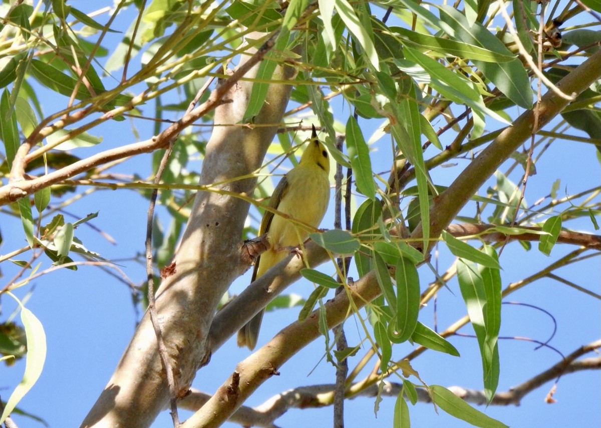 Yellow-tinted Honeyeater - ML638626307