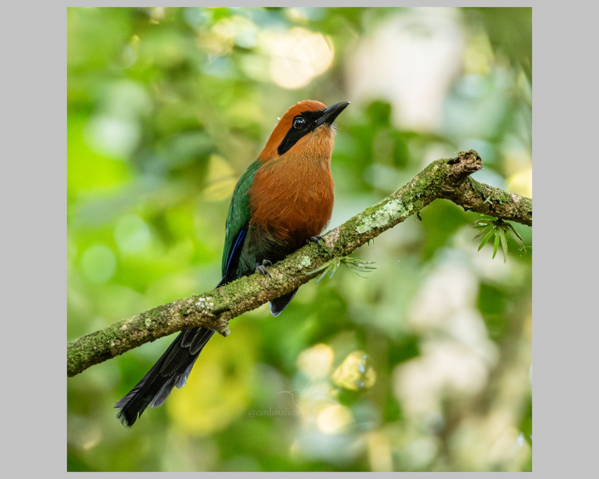 Rufous Motmot - ML638626315