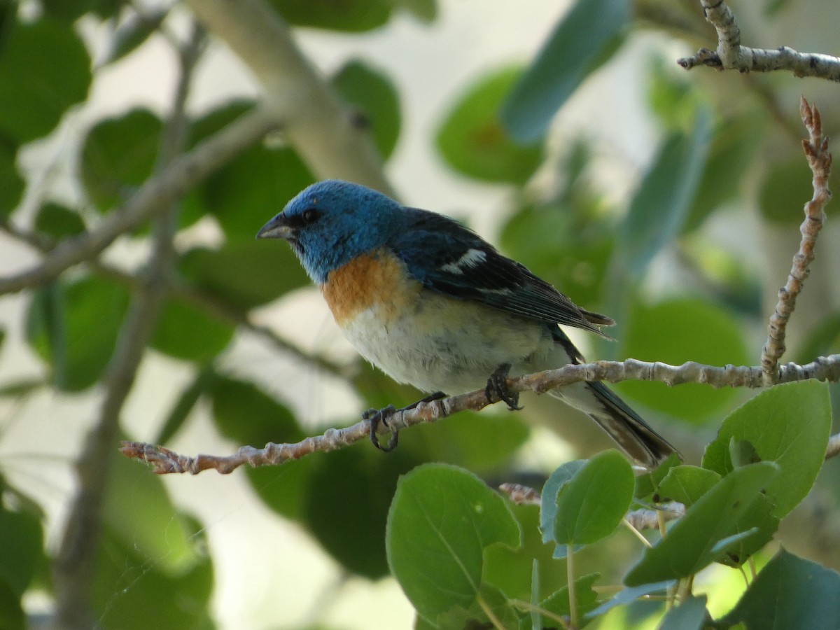 Lazuli Bunting - ML638626335