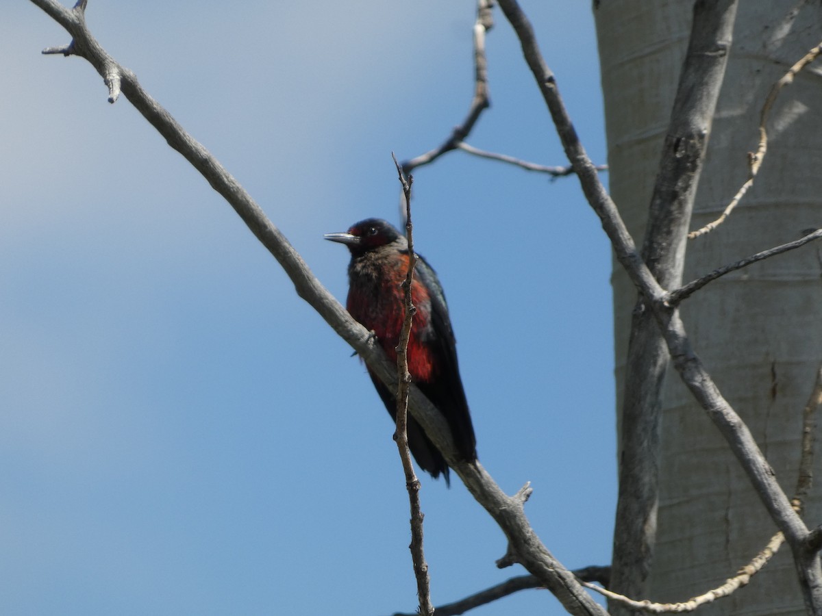 Lewis's Woodpecker - ML638626339