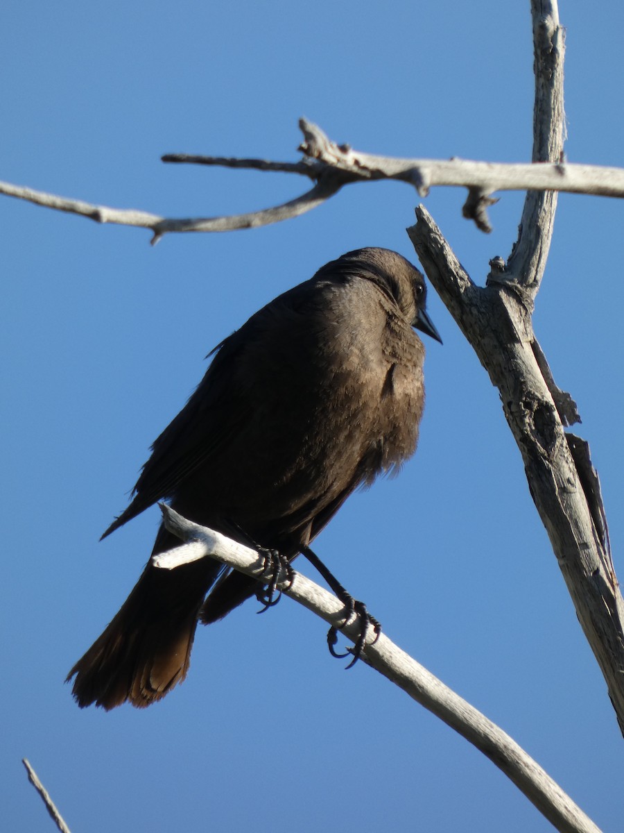 Brewer's Blackbird - ML638626350