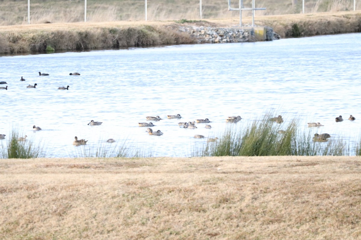 Pink-eared Duck - ML638626351
