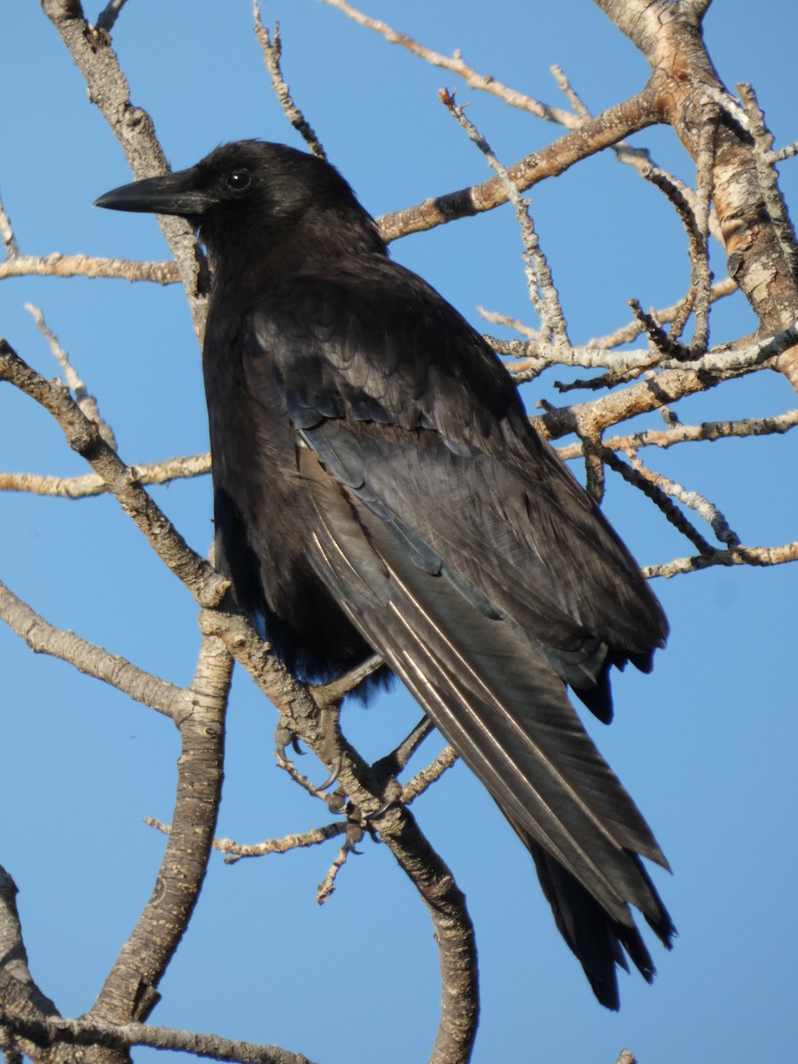 American Crow - ML638626353