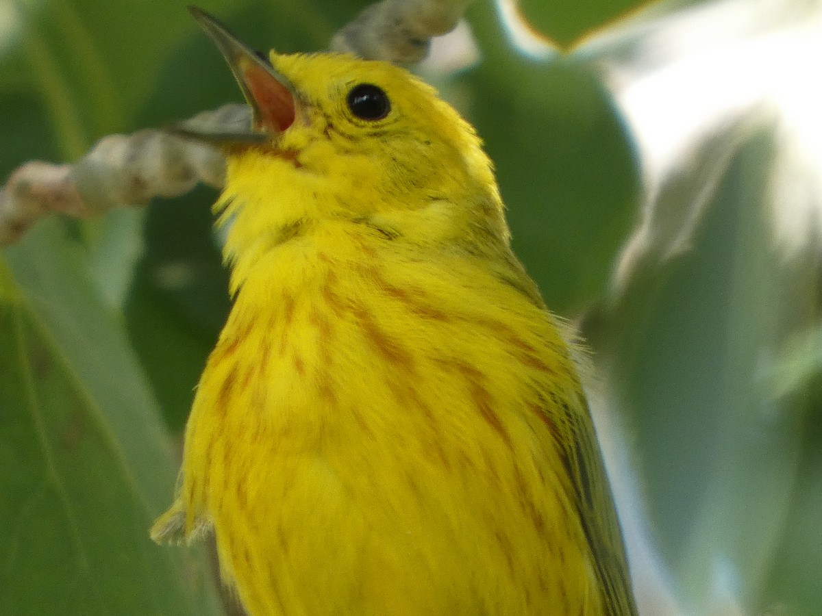 Yellow Warbler - ML638626357