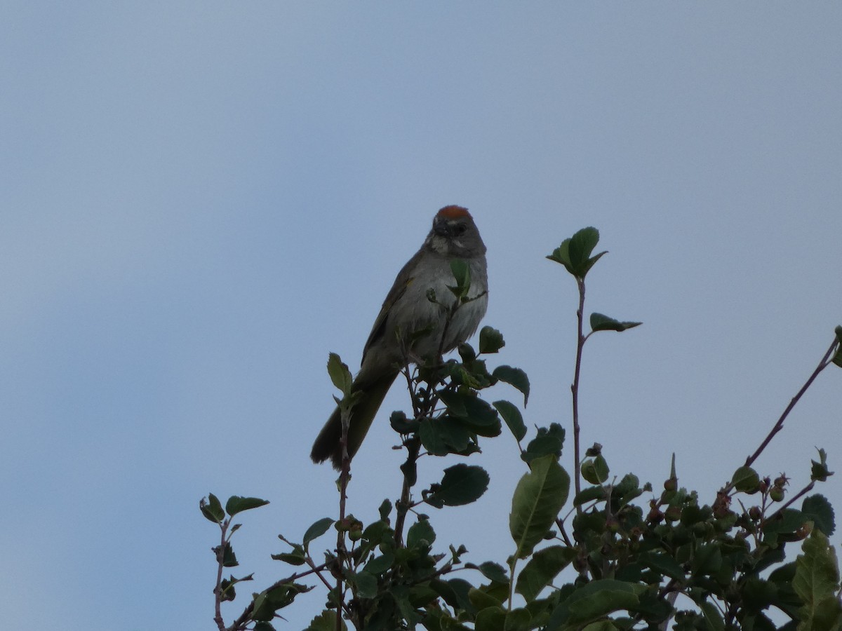 Green-tailed Towhee - ML638626380