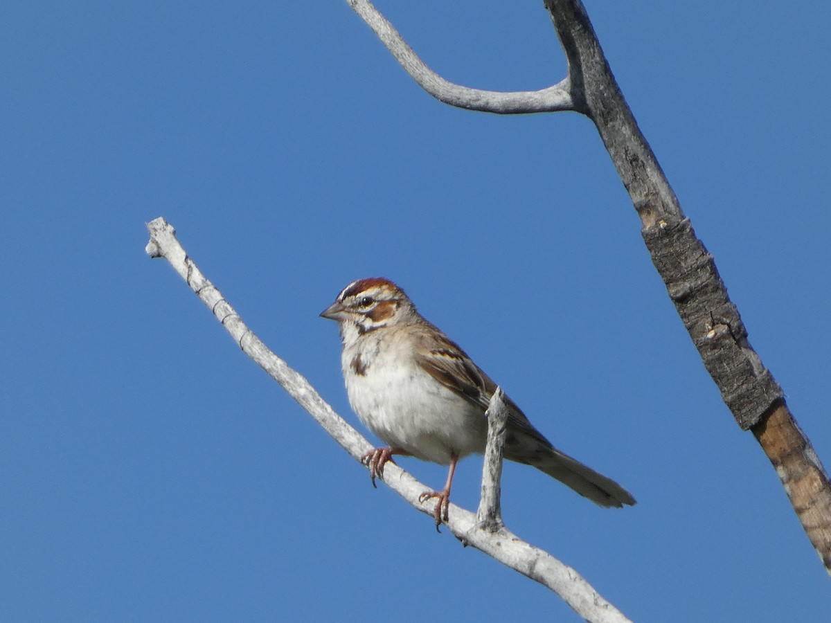 Lark Sparrow - ML638626381