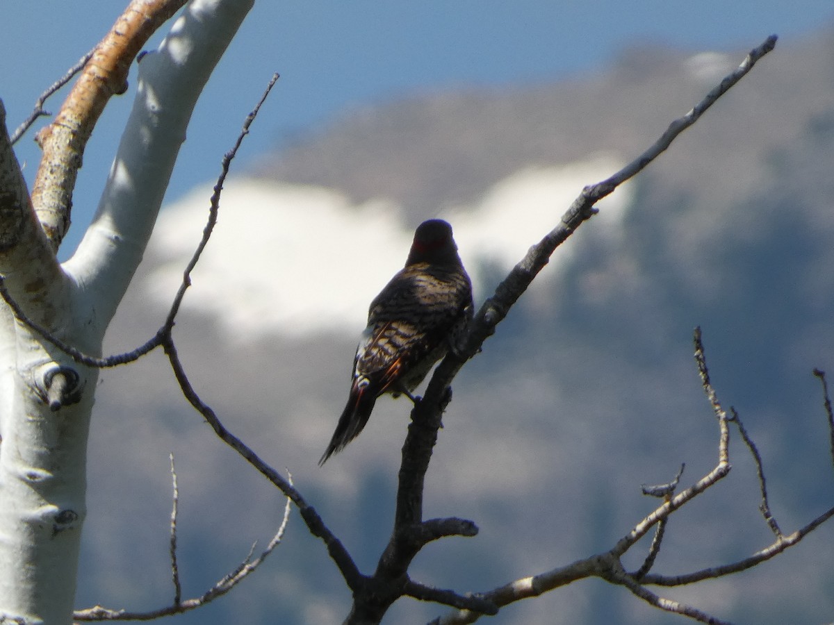 Northern Flicker - ML638626383