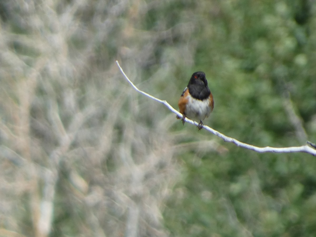 Spotted Towhee - ML638626386