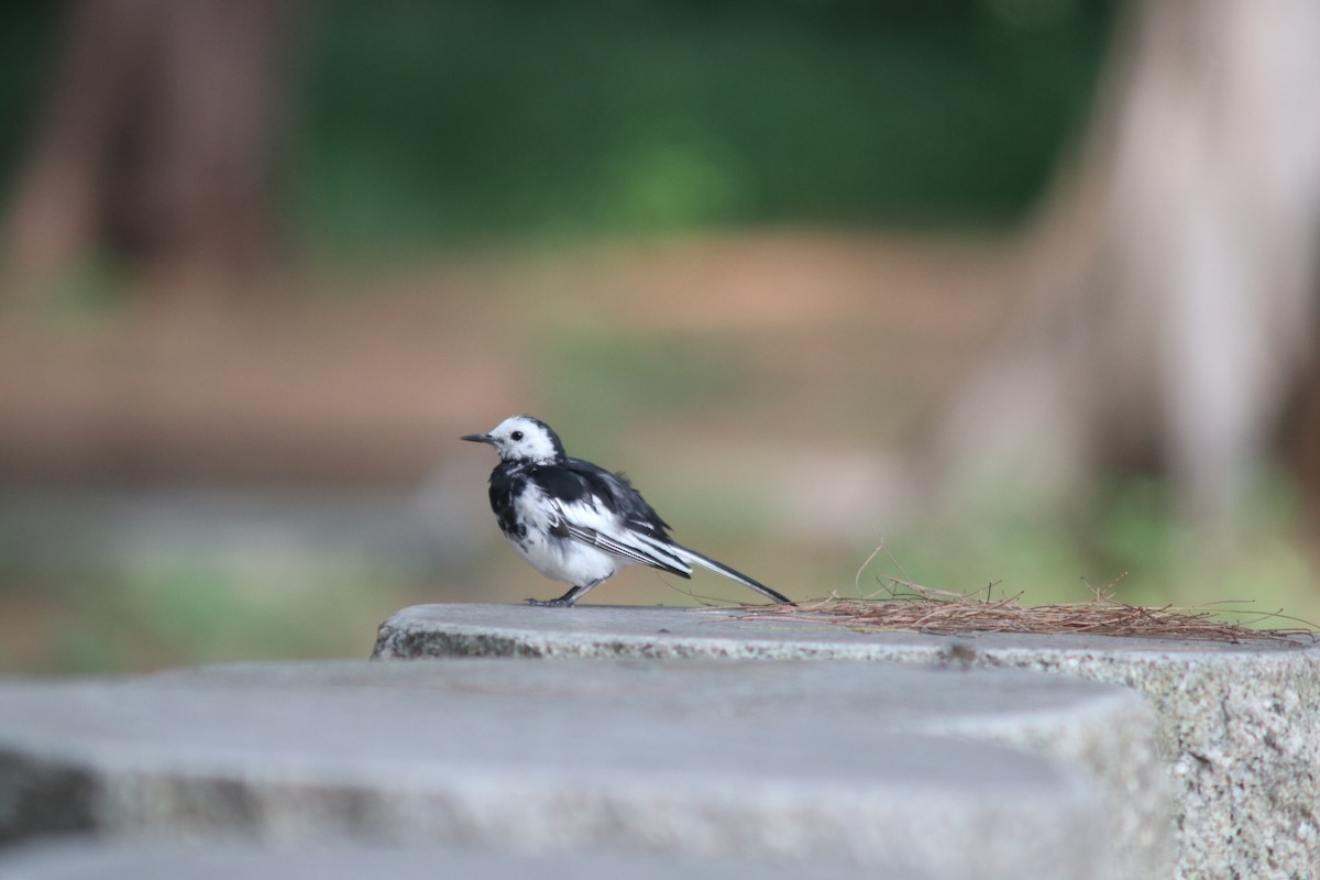 White Wagtail - ML638626394