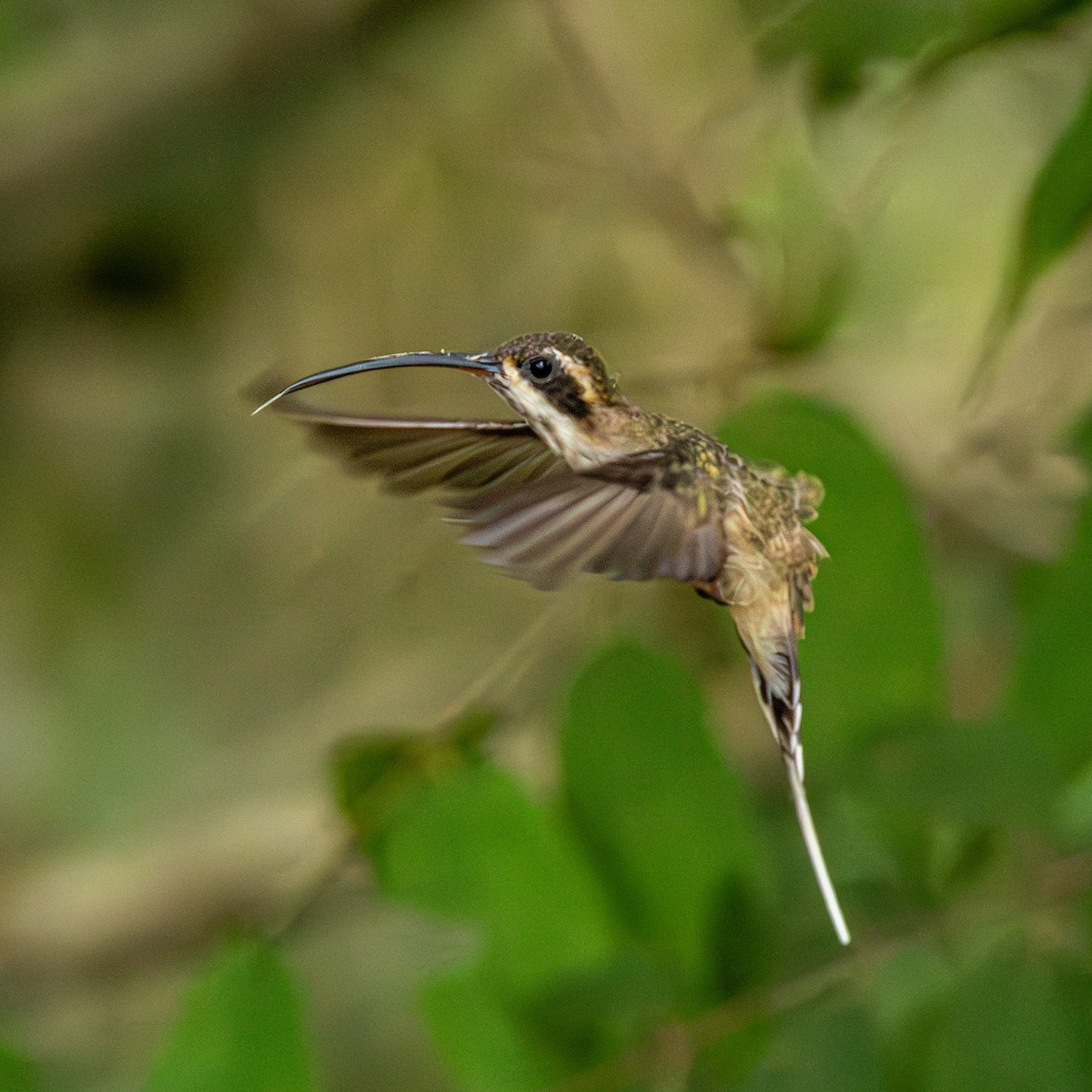 Pale-bellied Hermit - ML638626397