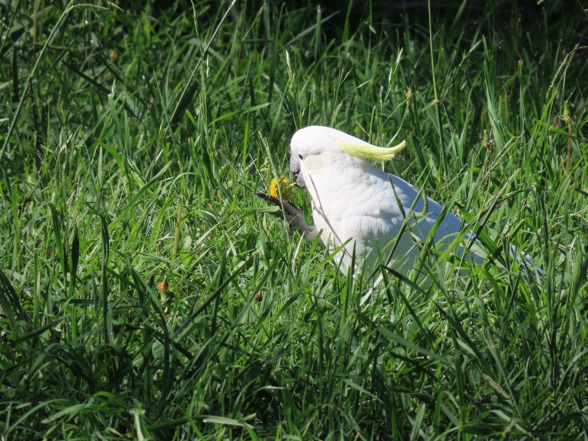 Cacatoès à huppe jaune - ML638626399