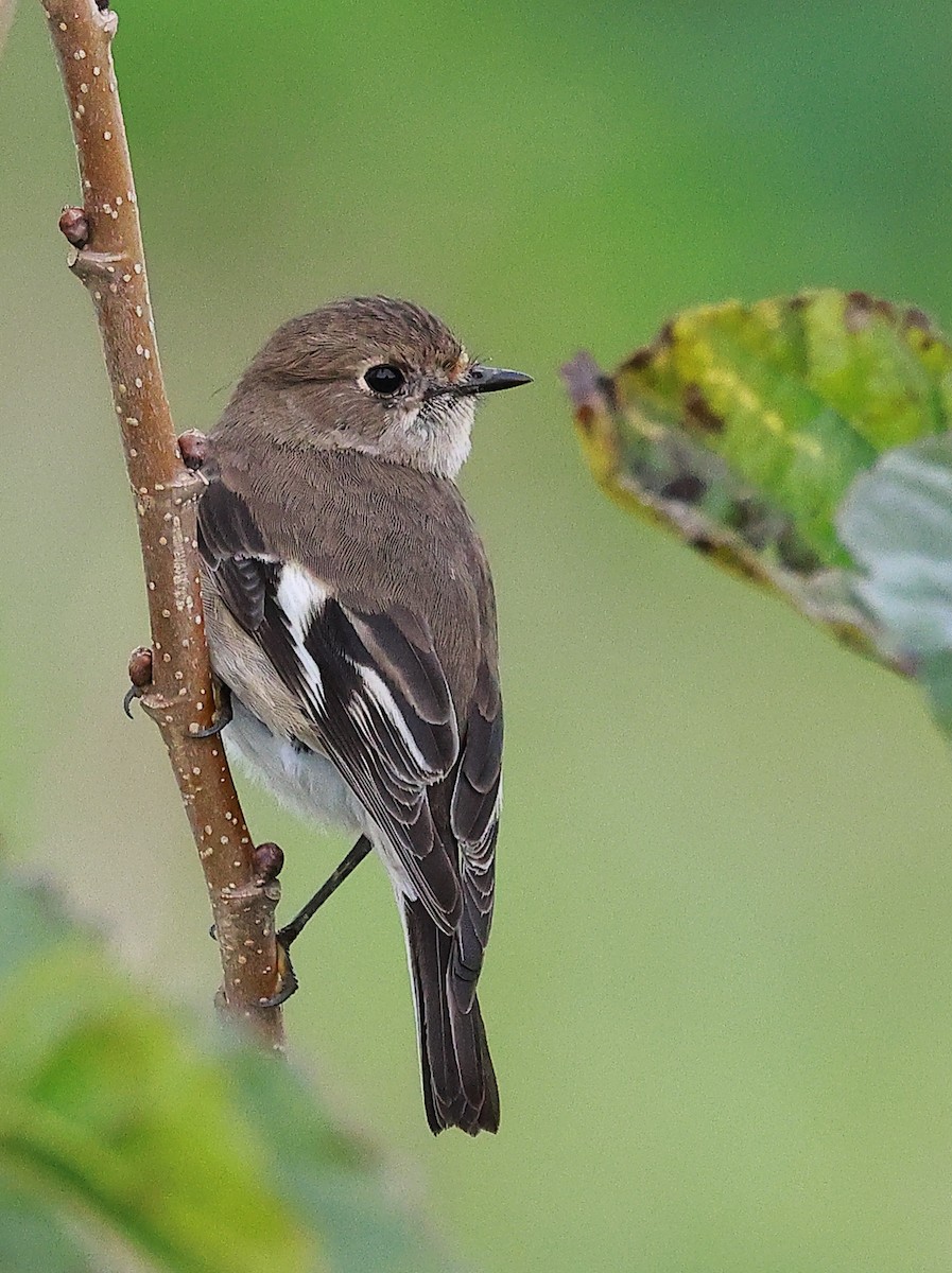 Flame Robin - ML638626400